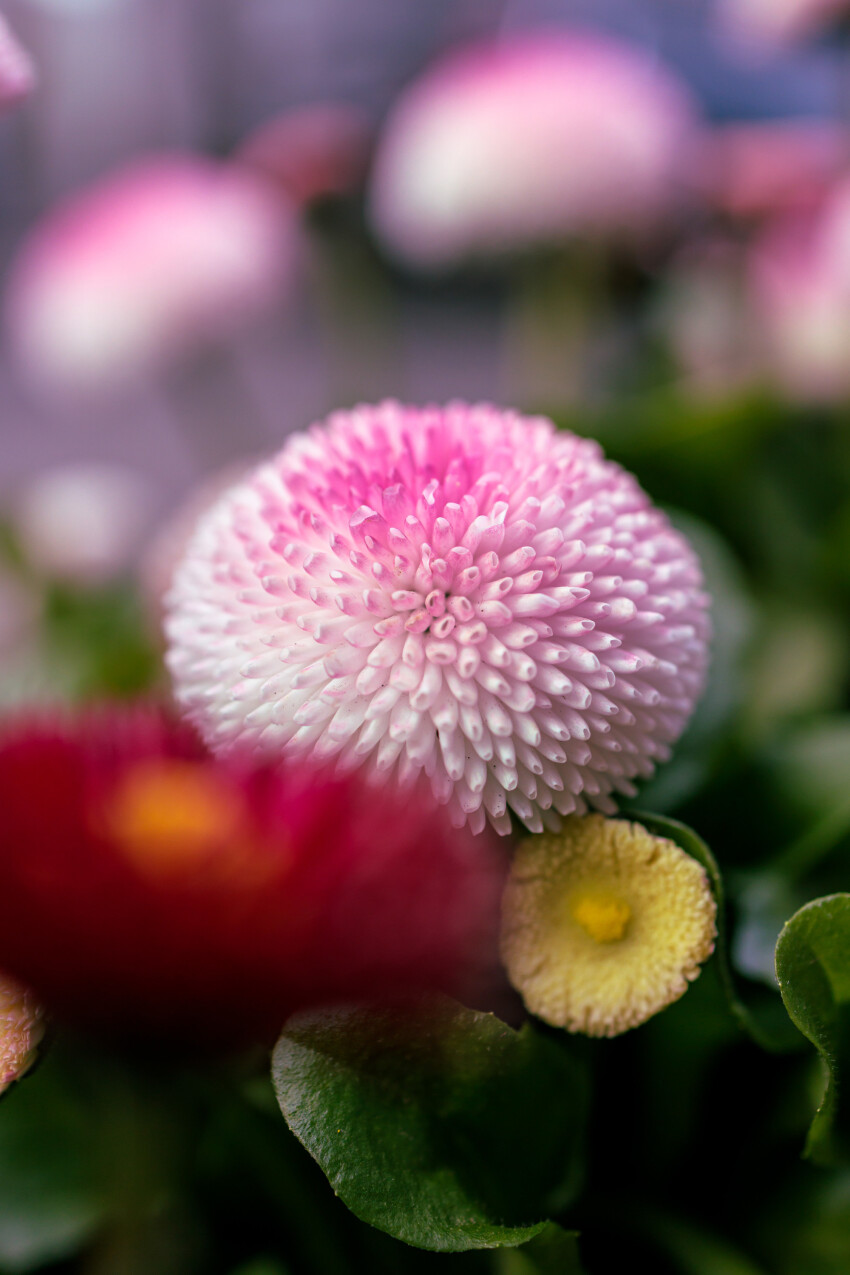 pink english bellis perennis