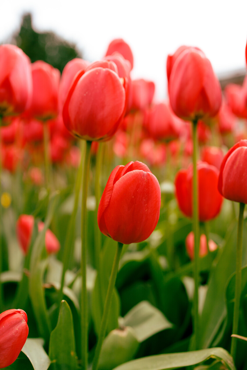 Red Tulips