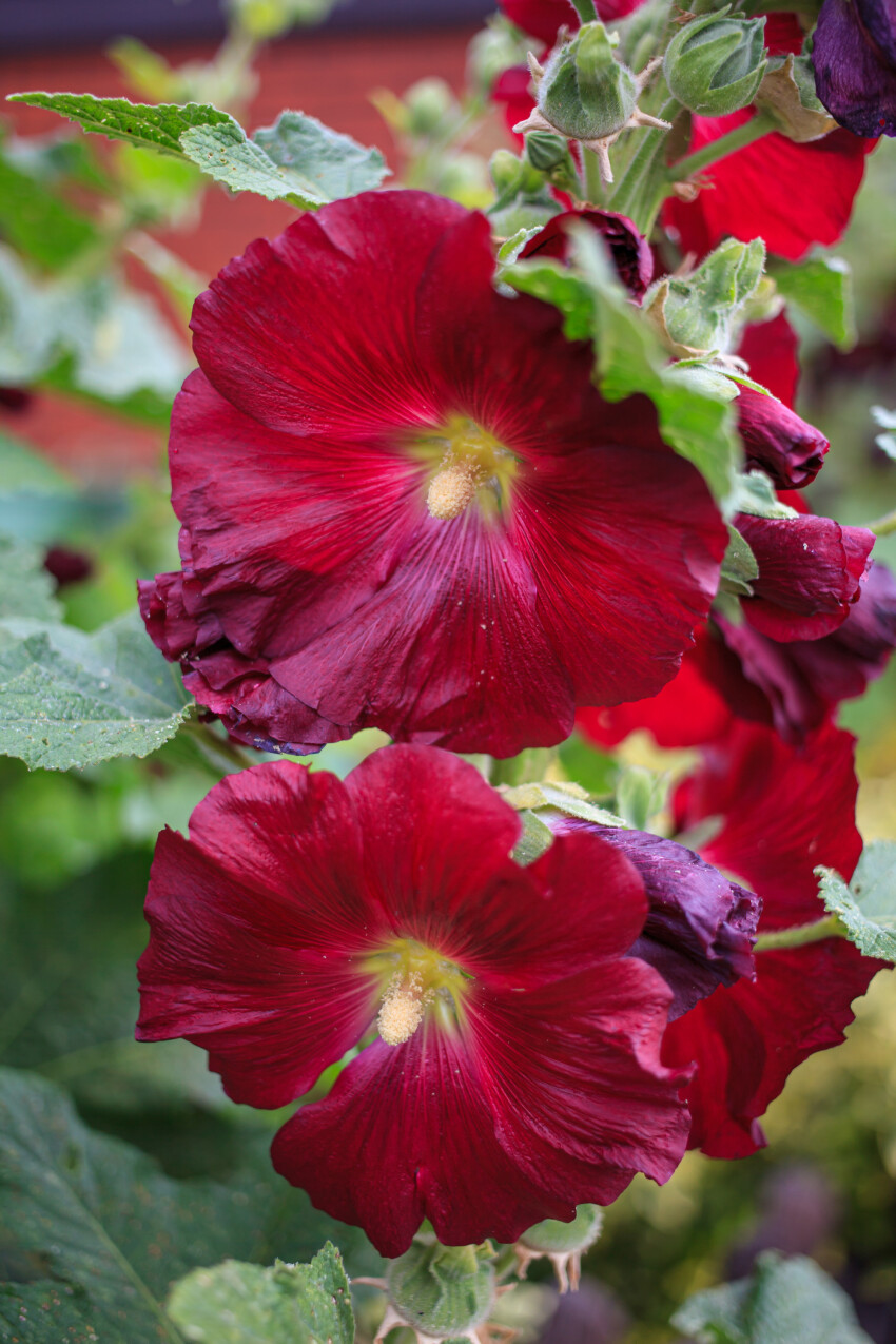 Alcea rosea