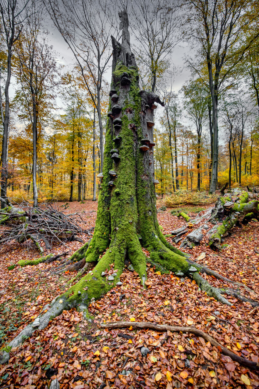 Tree trunk covered with moss and mushrooms