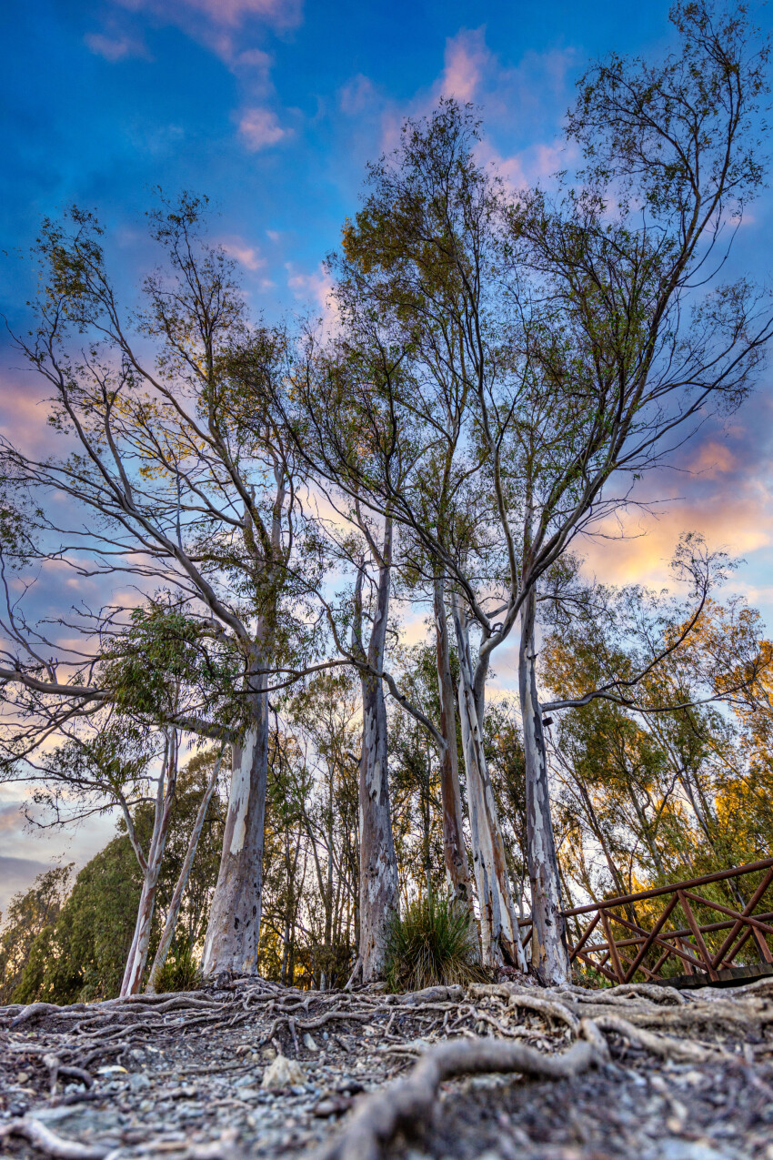 Trees at the Playa Tortuga in Spain