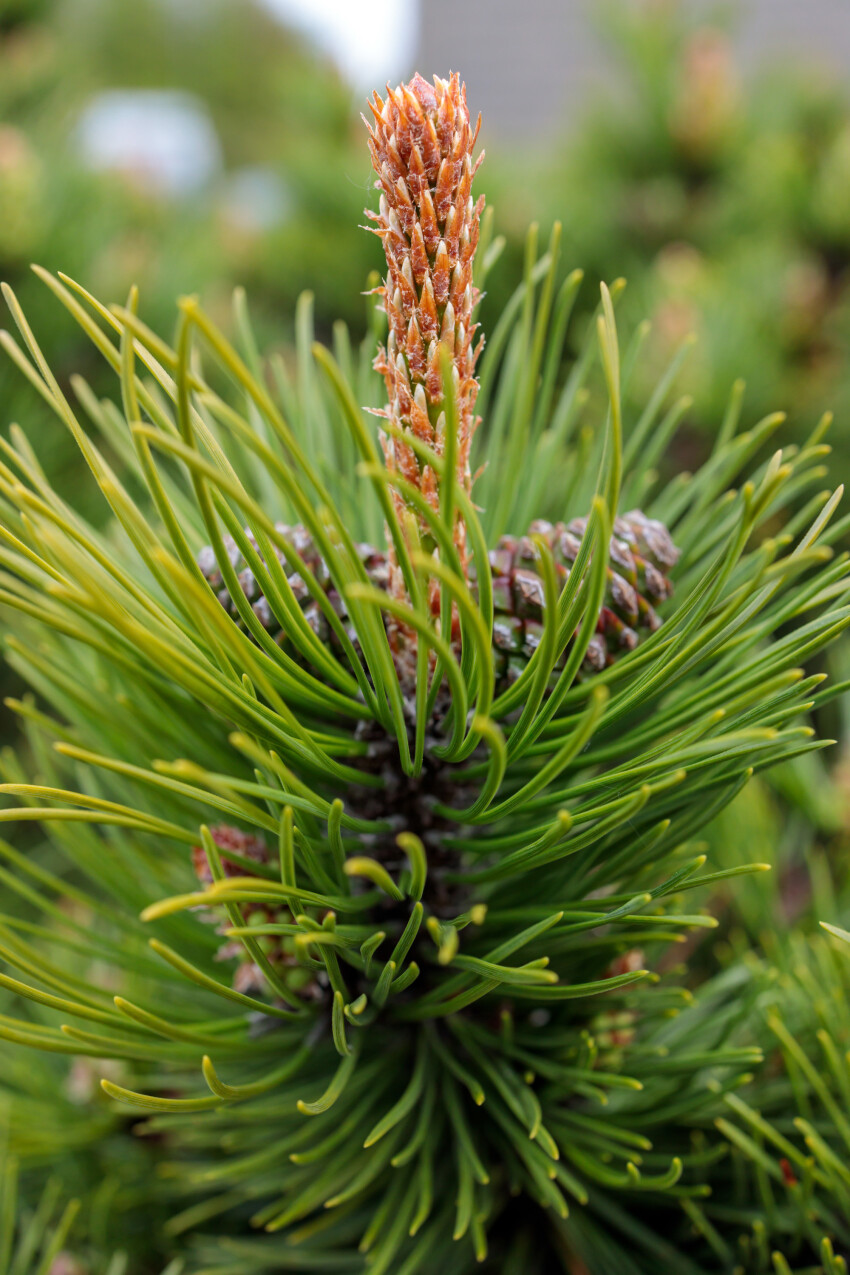 Green Virginia Pine Cones
