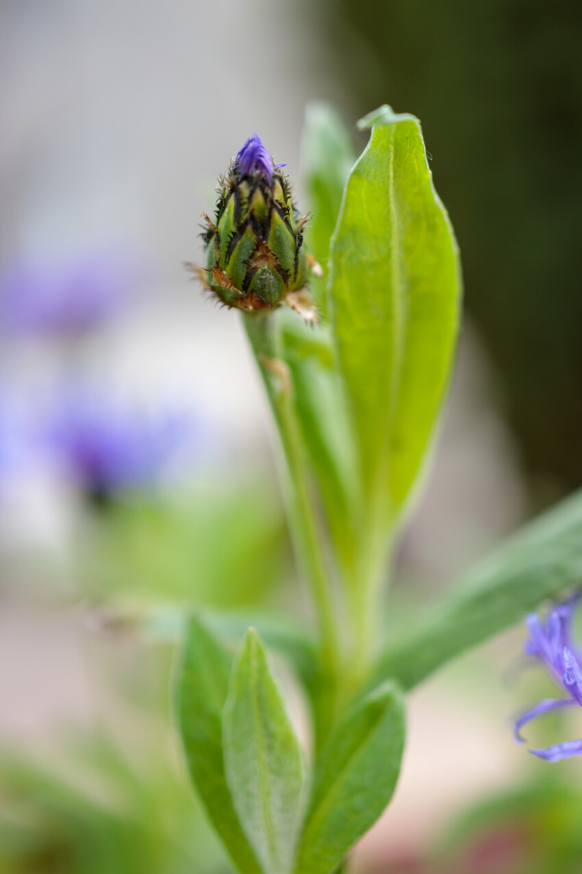 Cornflower bud