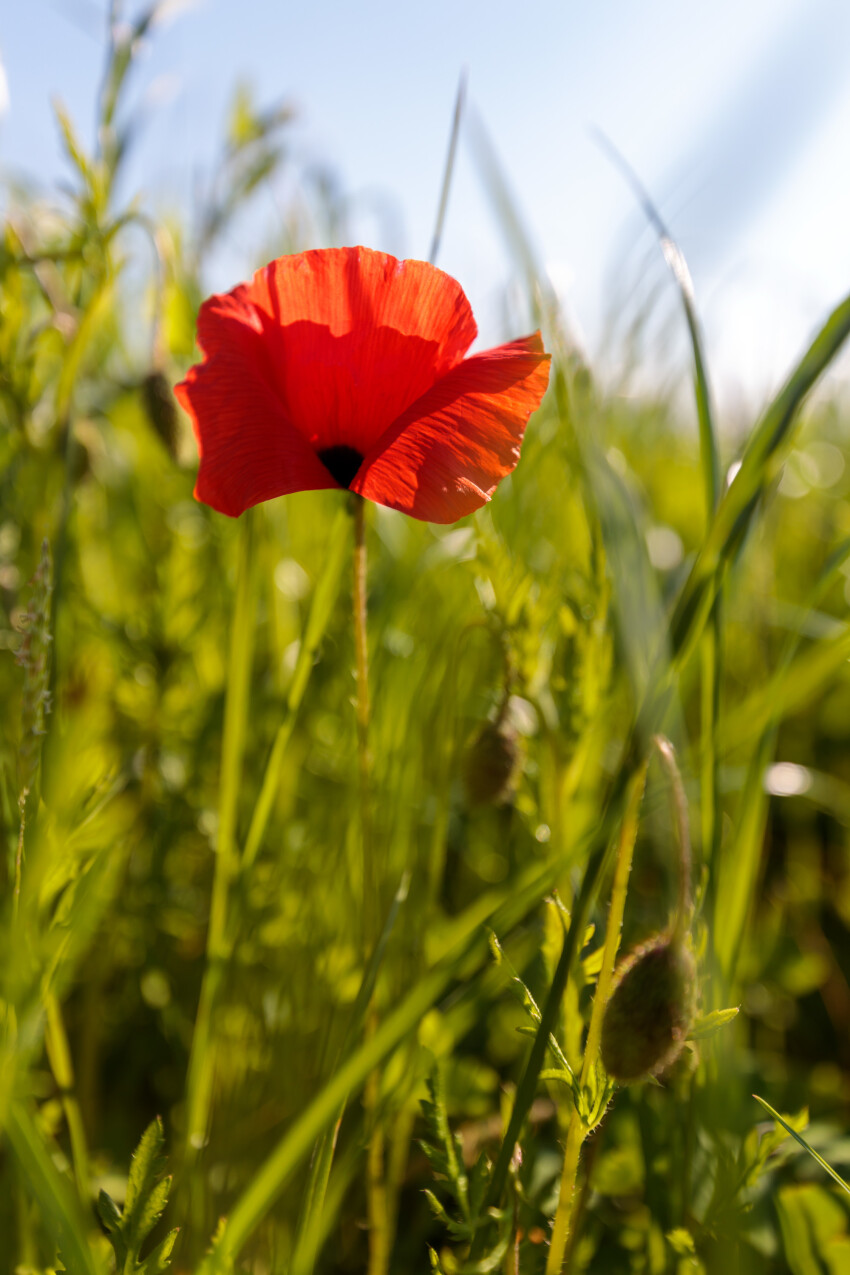 Beautiful red poppy in summer