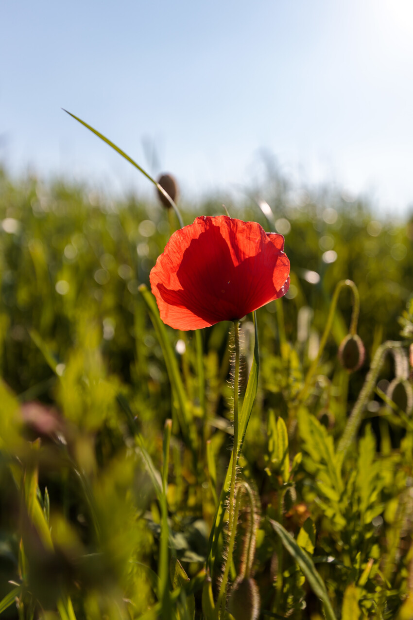 Single red poppy in the field