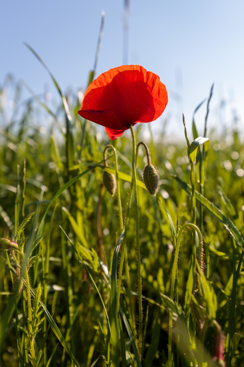 Red Poppy Photographed Vertically