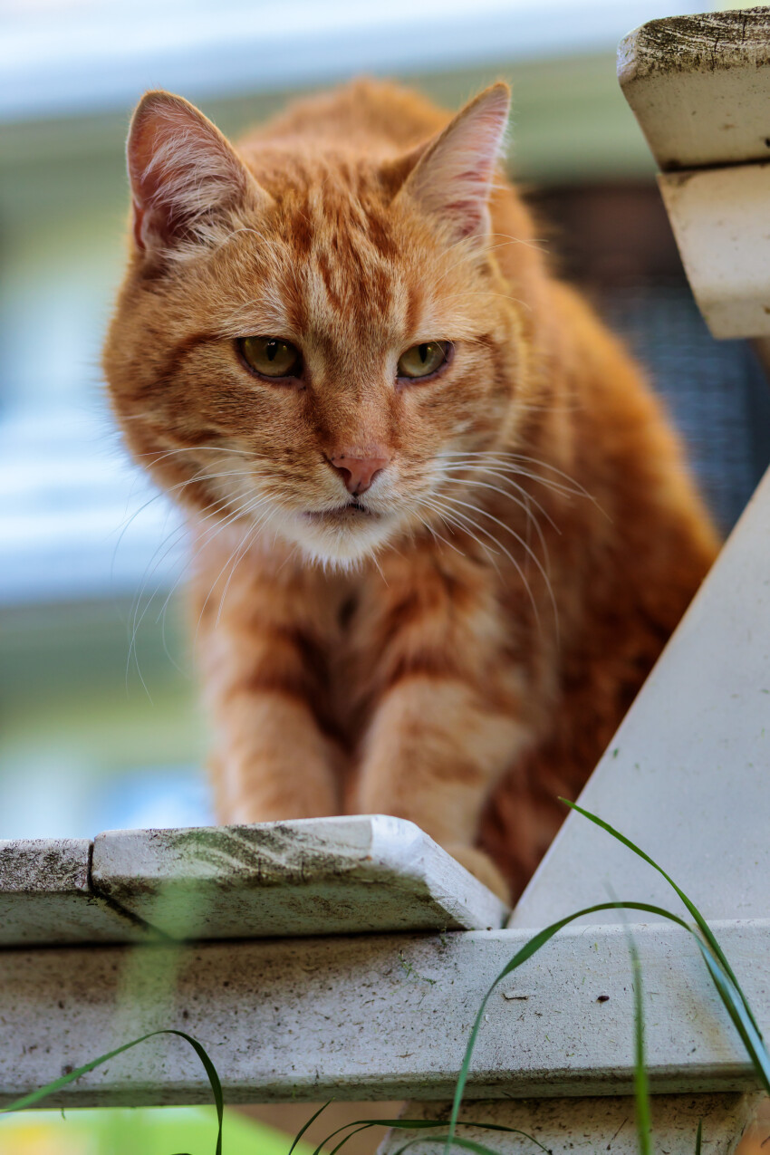 Red cat sitting on a white bench in the garden