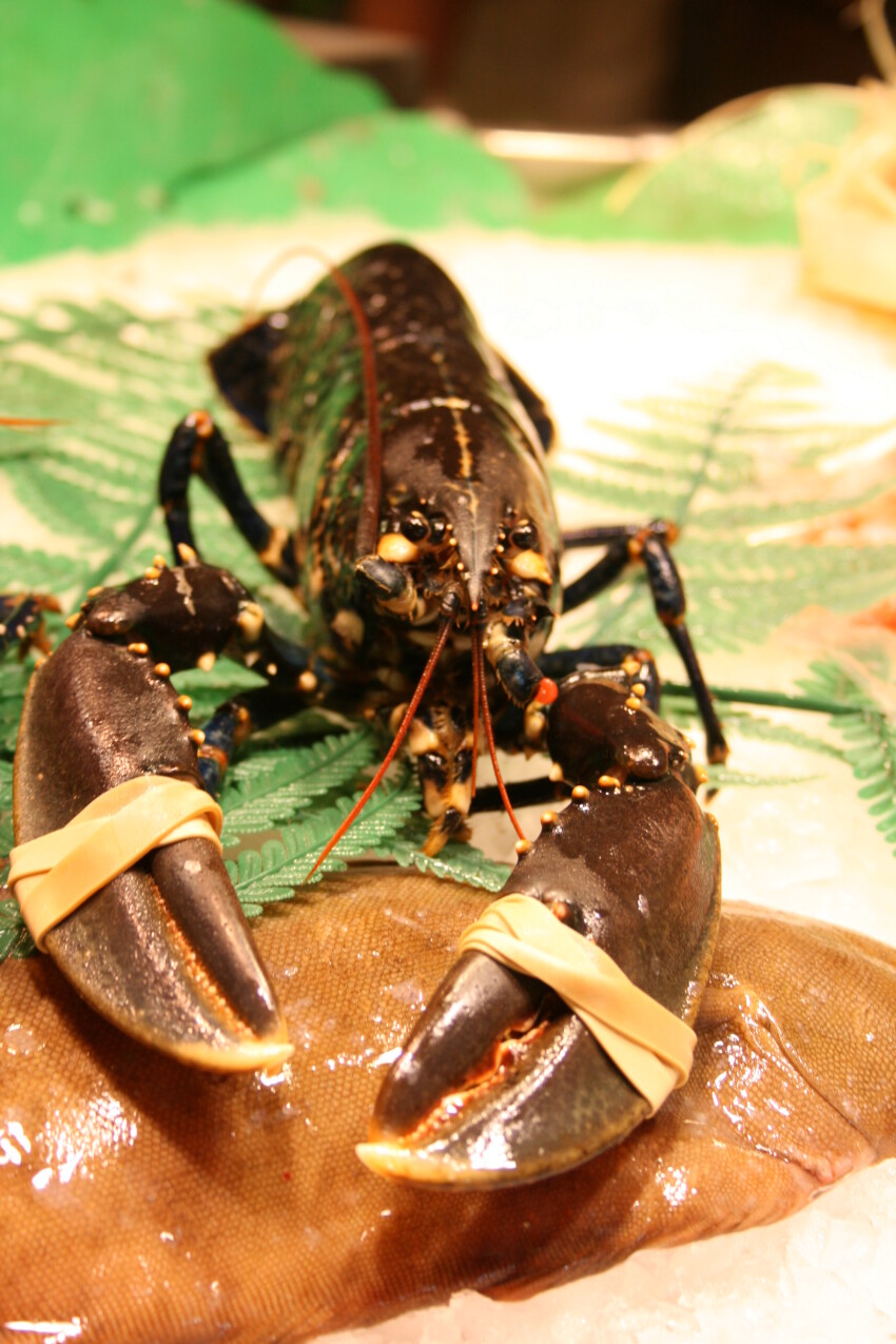 Lobster