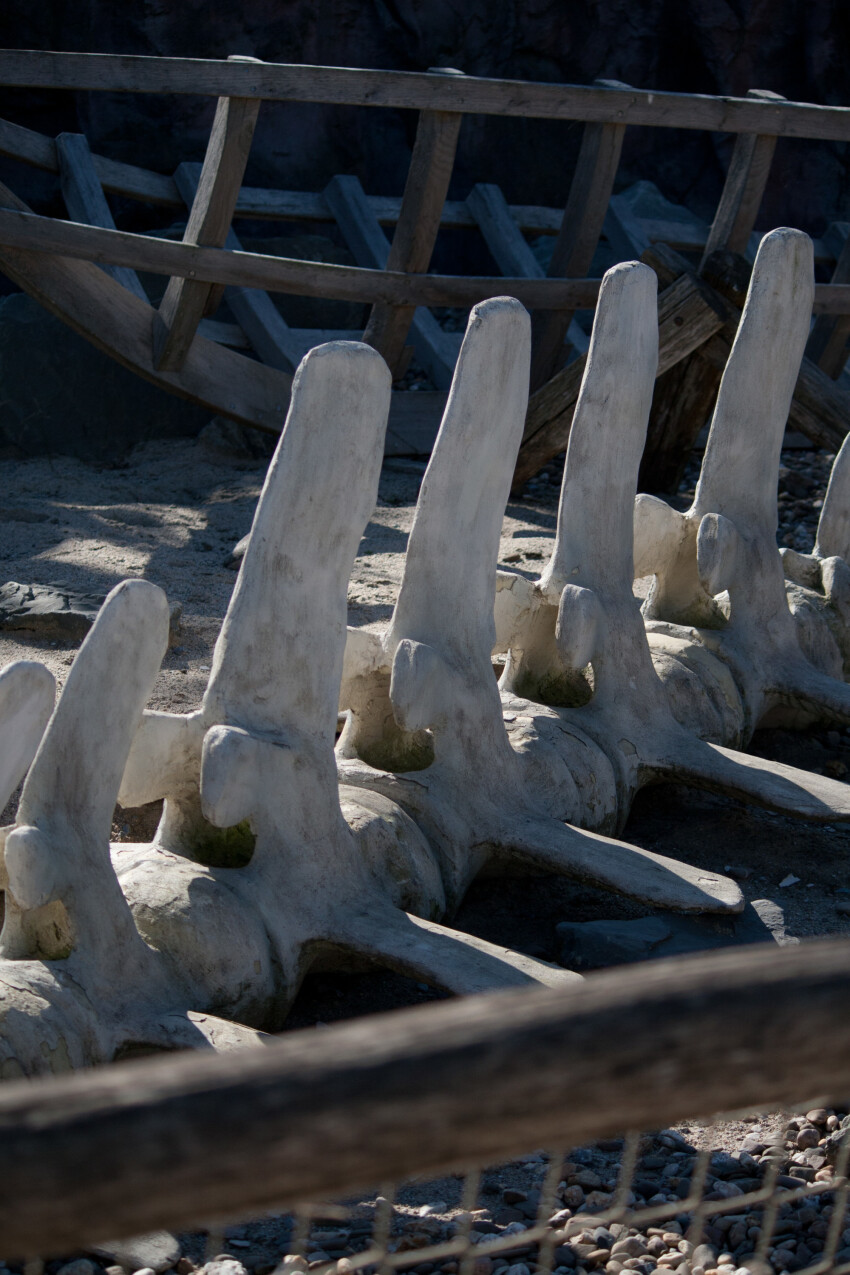 whalebones