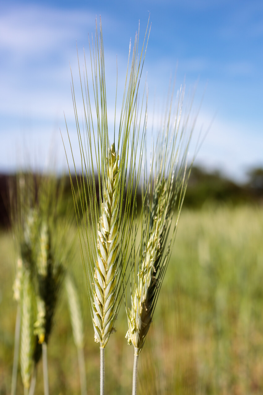 Rye ears in June