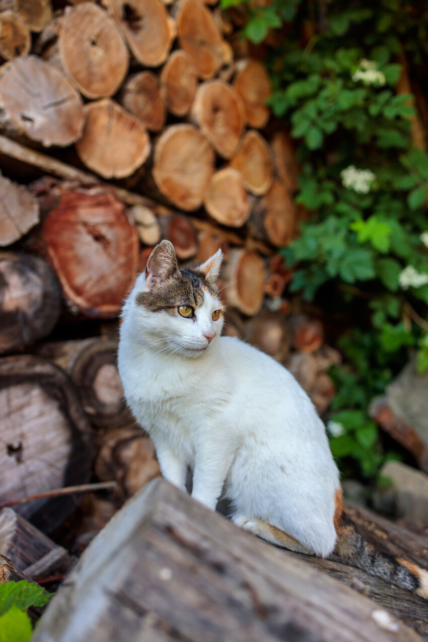 Cute cat sitting on a tree trunk