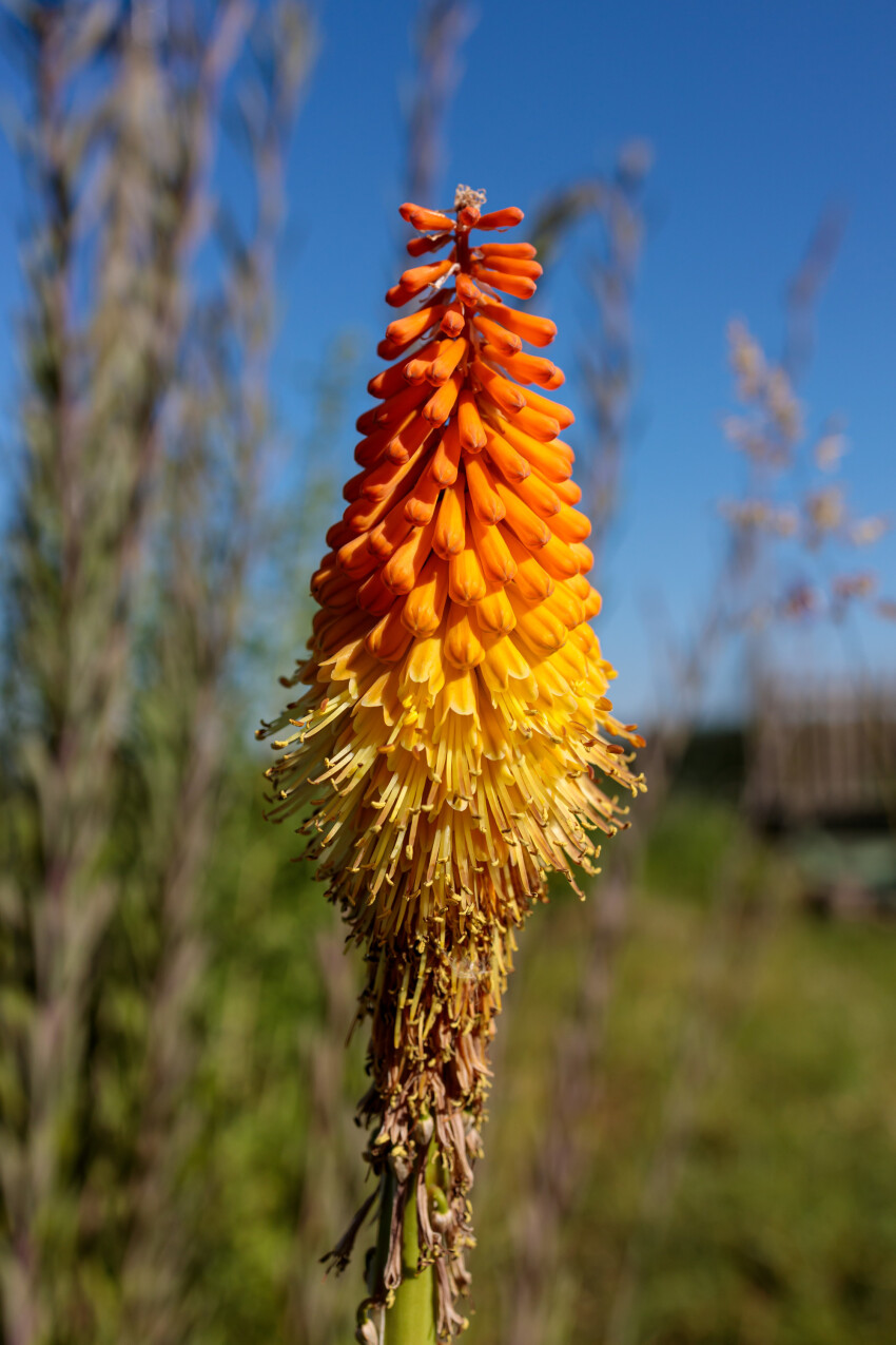 Kniphofia