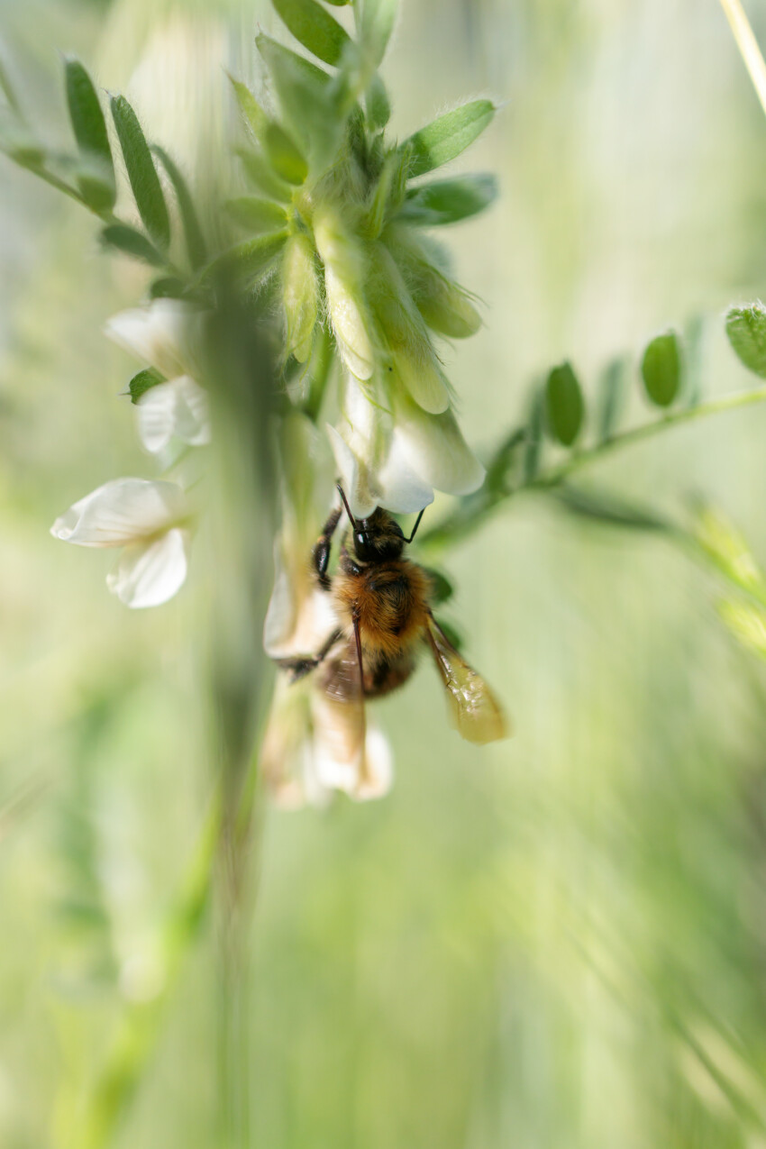 Honey bee collects nectar from white flower