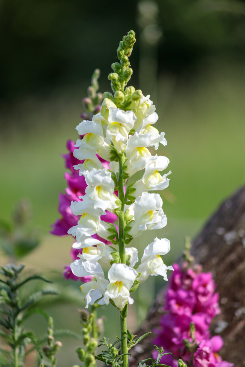 White Lupinus Albus