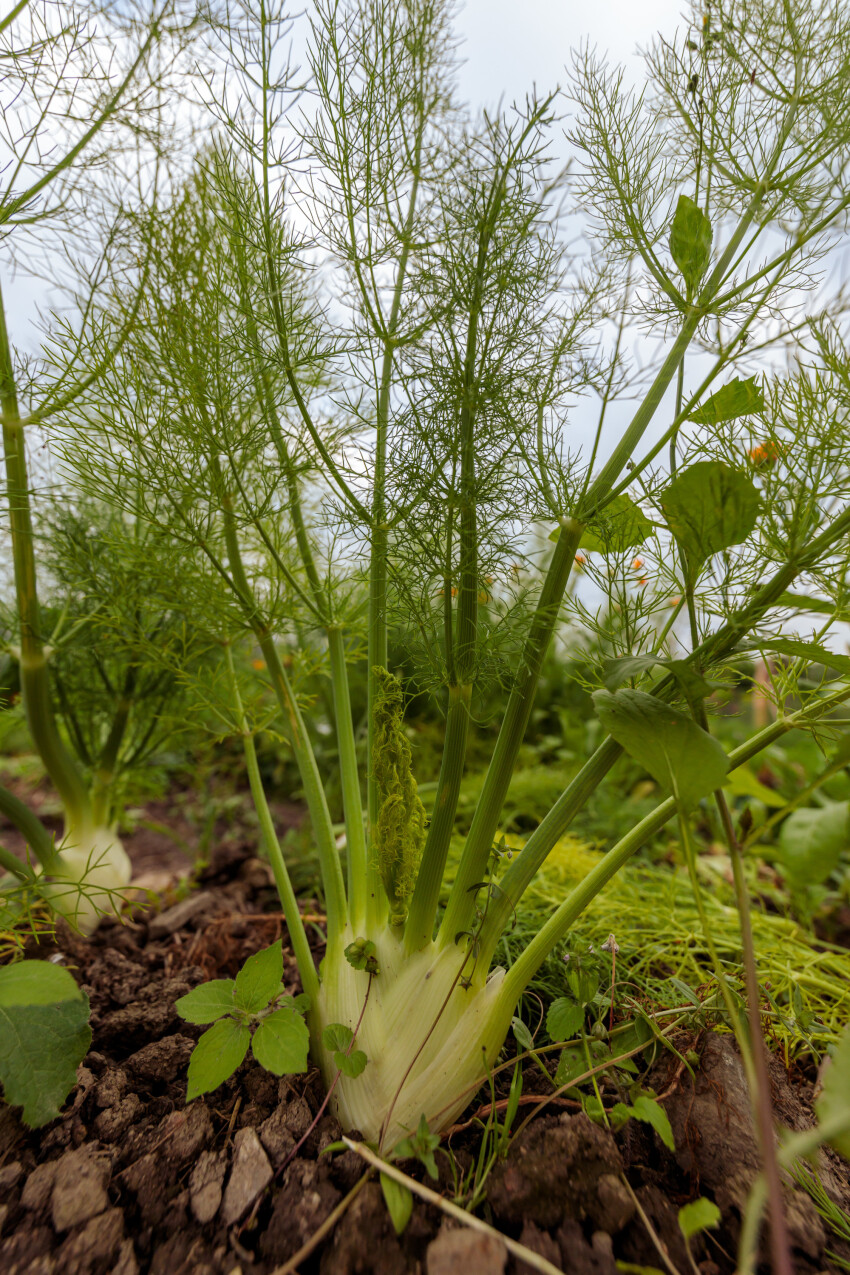 Fennel in the field