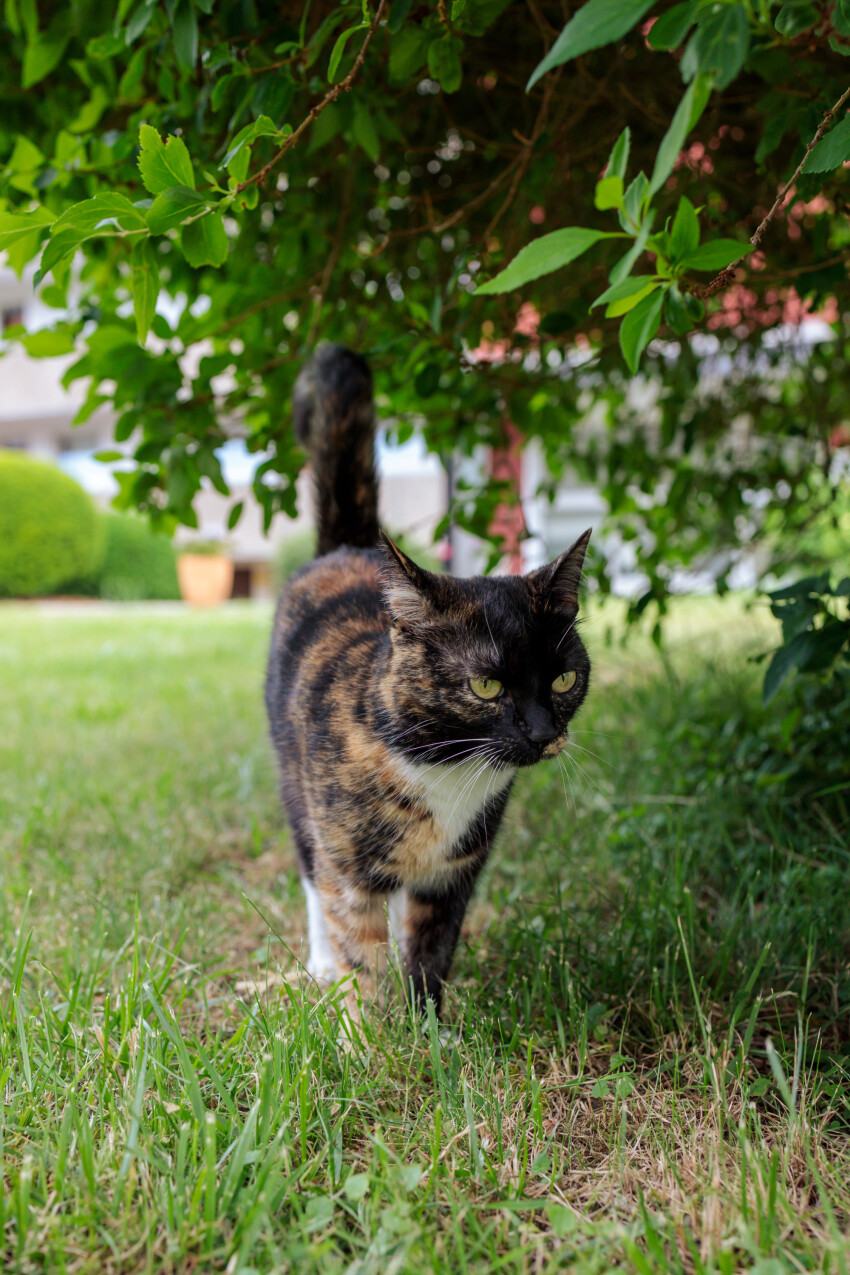 Cute cat under a tree