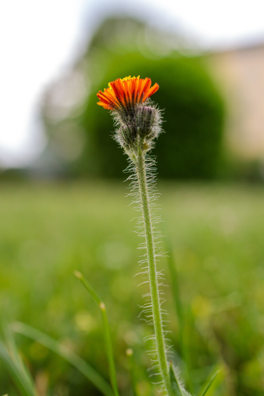 Hawkweed Flower