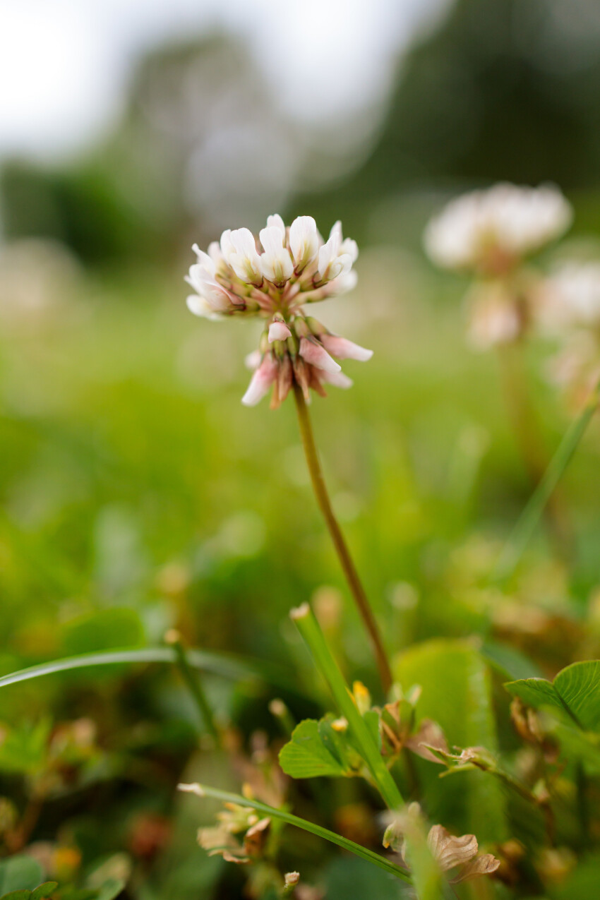 White Blooming Clover Flower