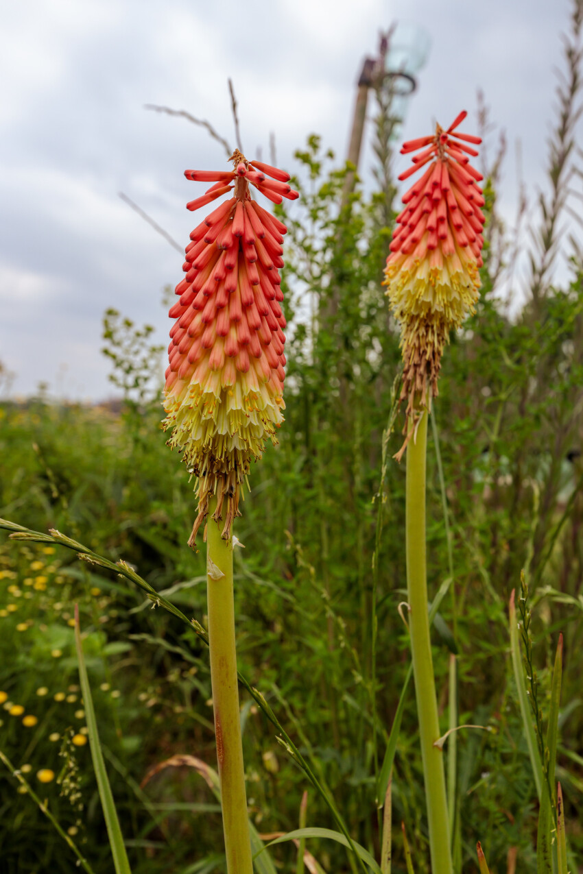 Red hot pokers Kniphofia