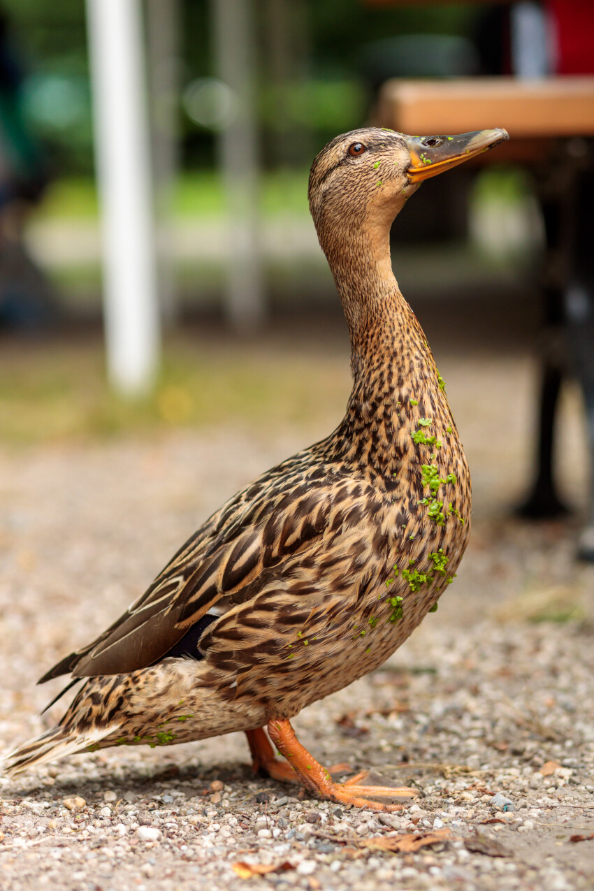 Cute duck sticks out its neck
