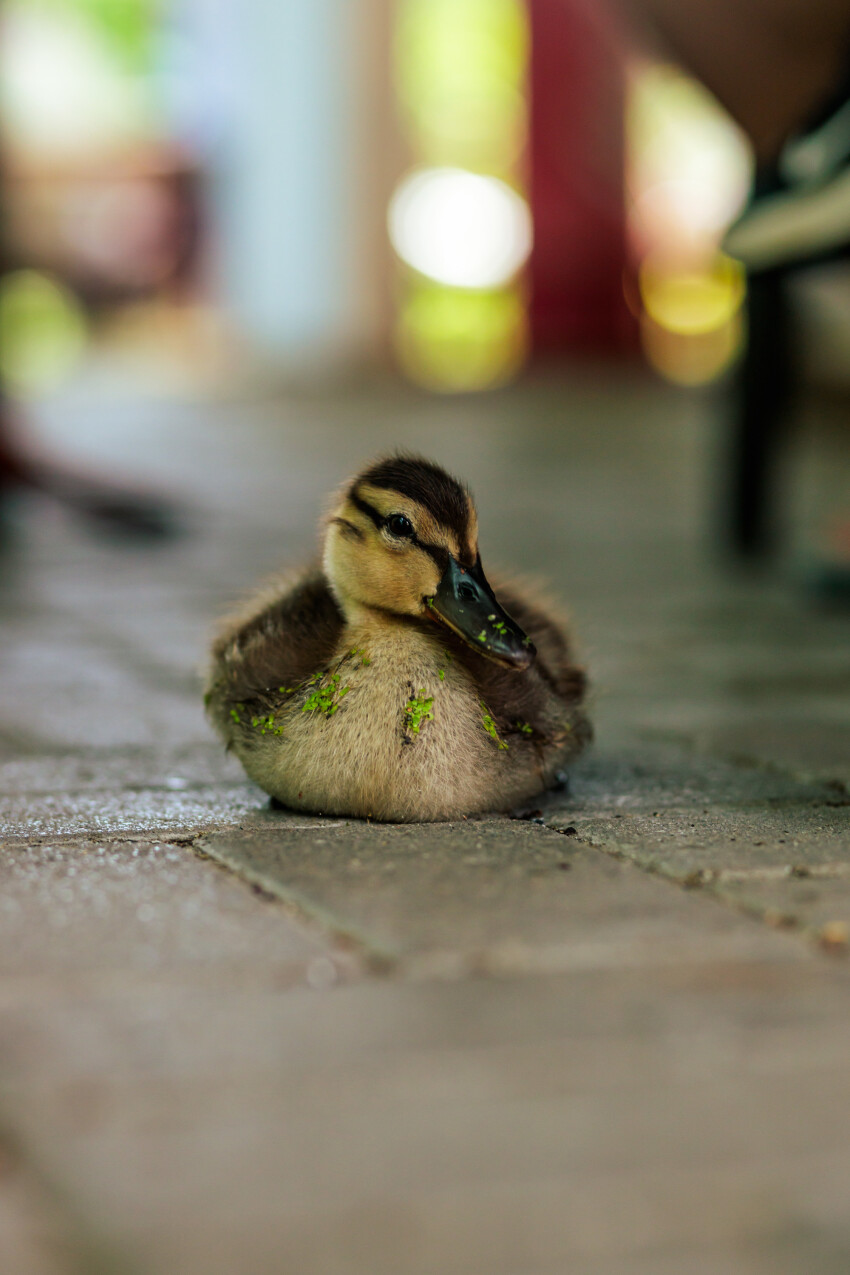 Cute duckling sitting on the pavement