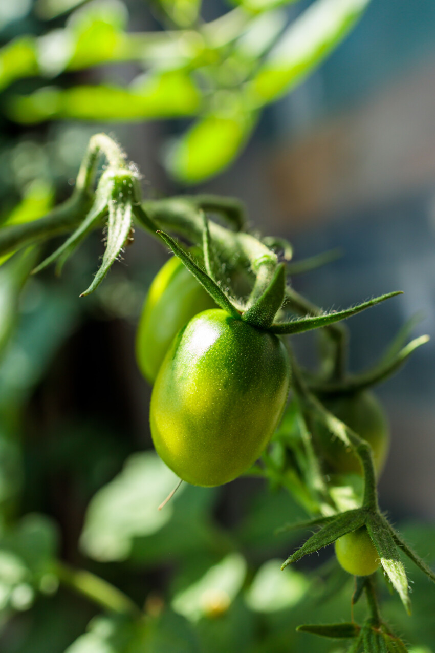 Green tomatoes ripen in the sun