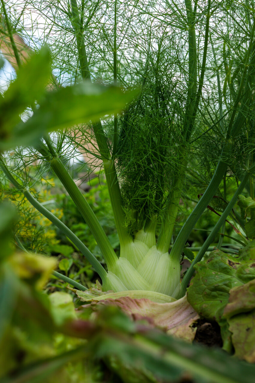 Fennel thrives in the field