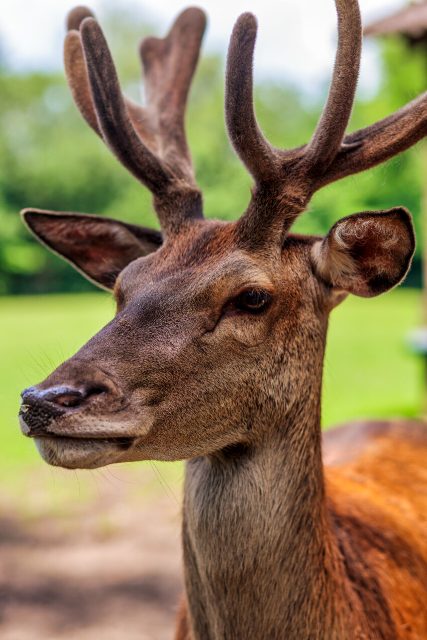 Portrait of a Stag with Magnificent Antlers