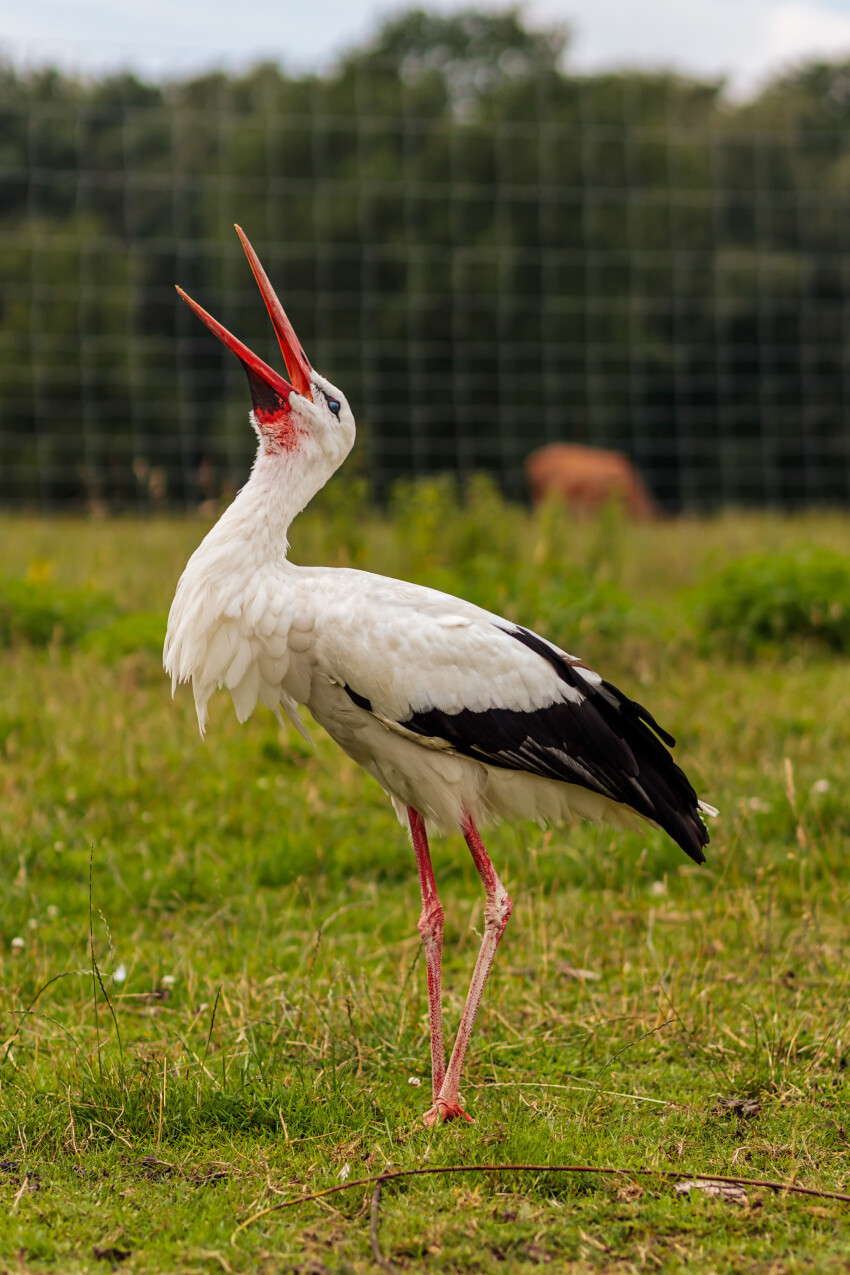 Stork with open beak