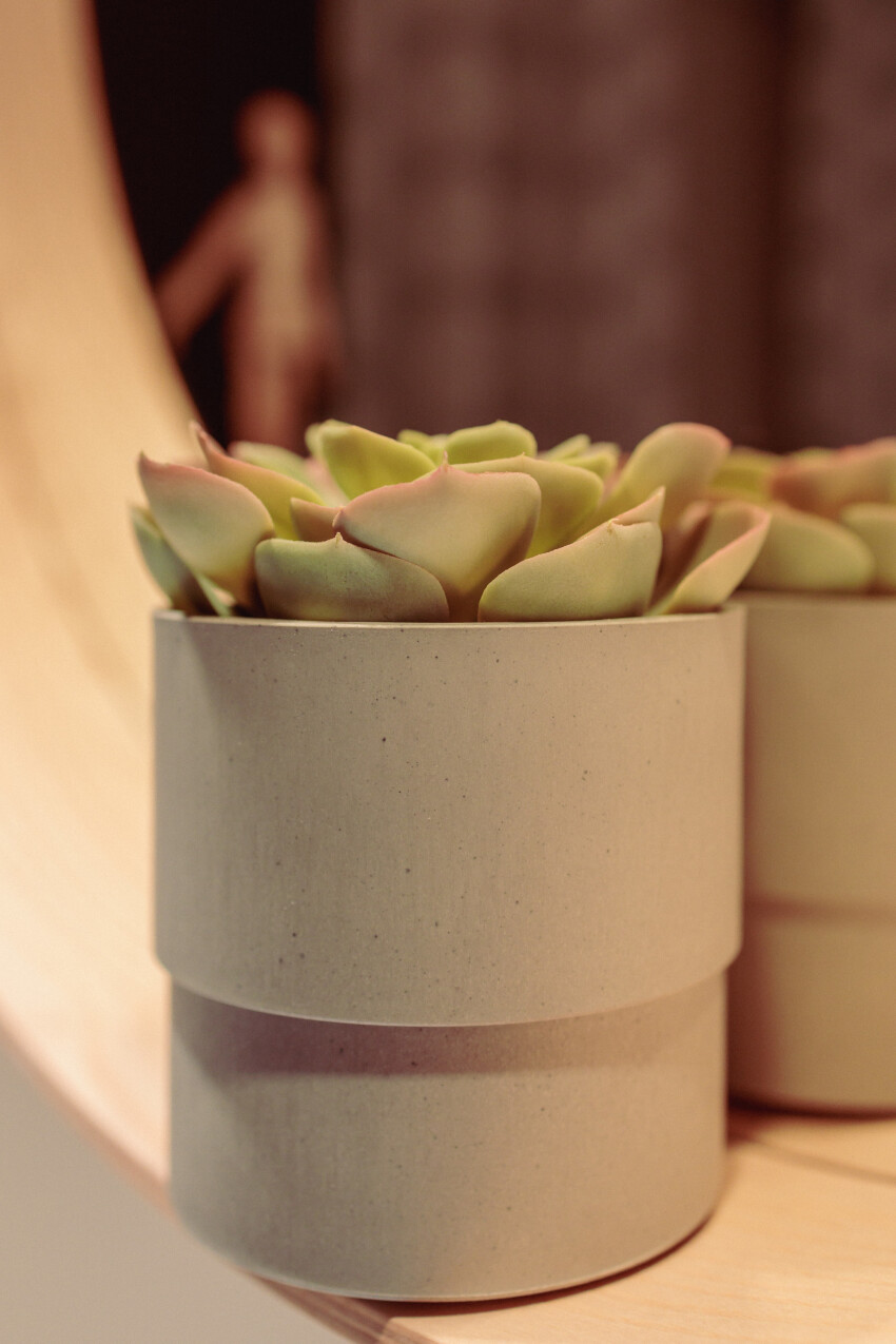 Houseplant in front of a mirror