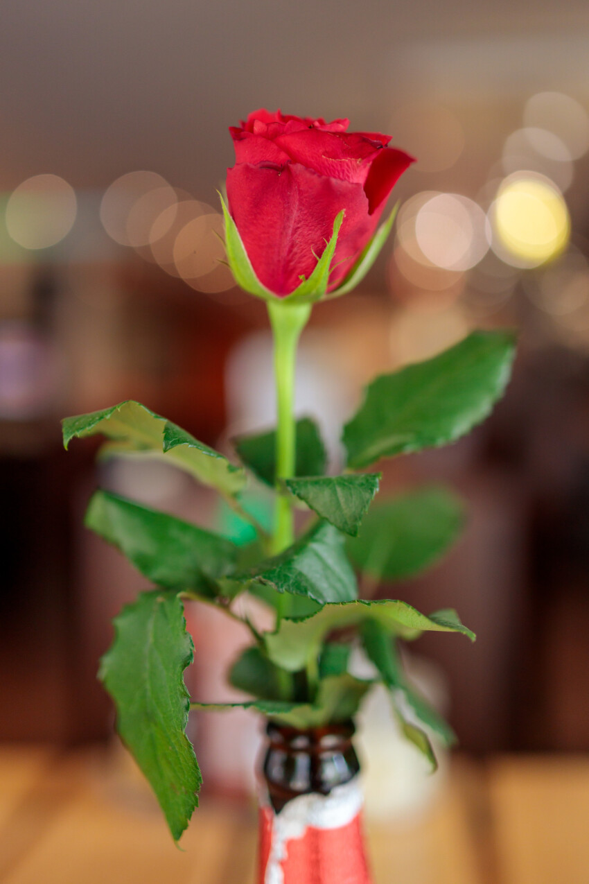Red rose in a bottle vase