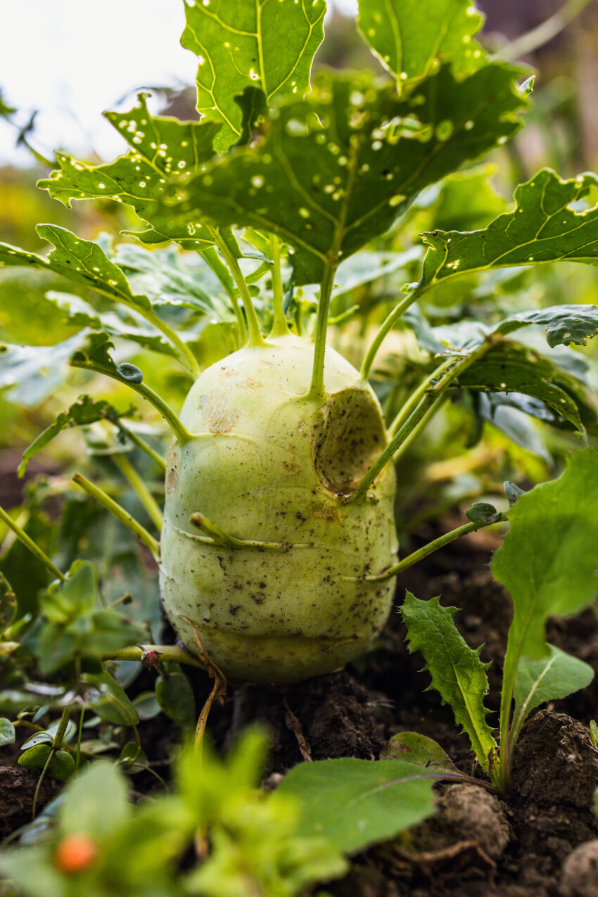 Kohlrabi in beet