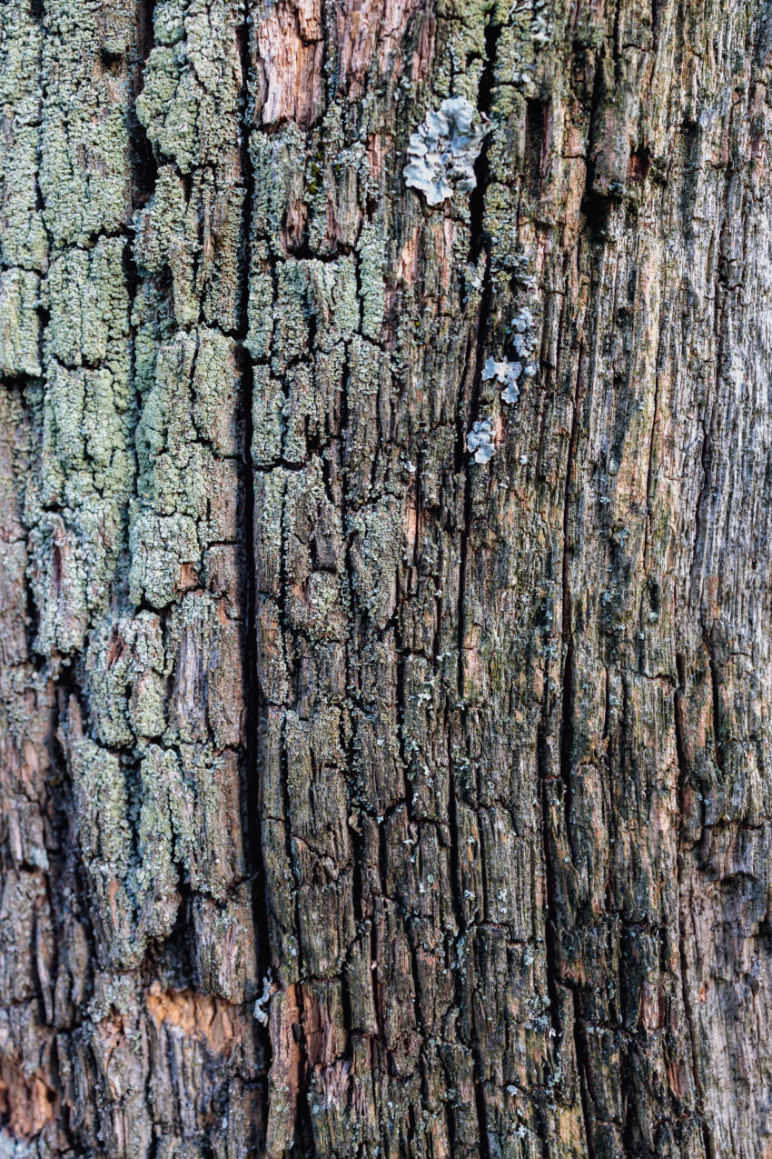 Rotting wood texture