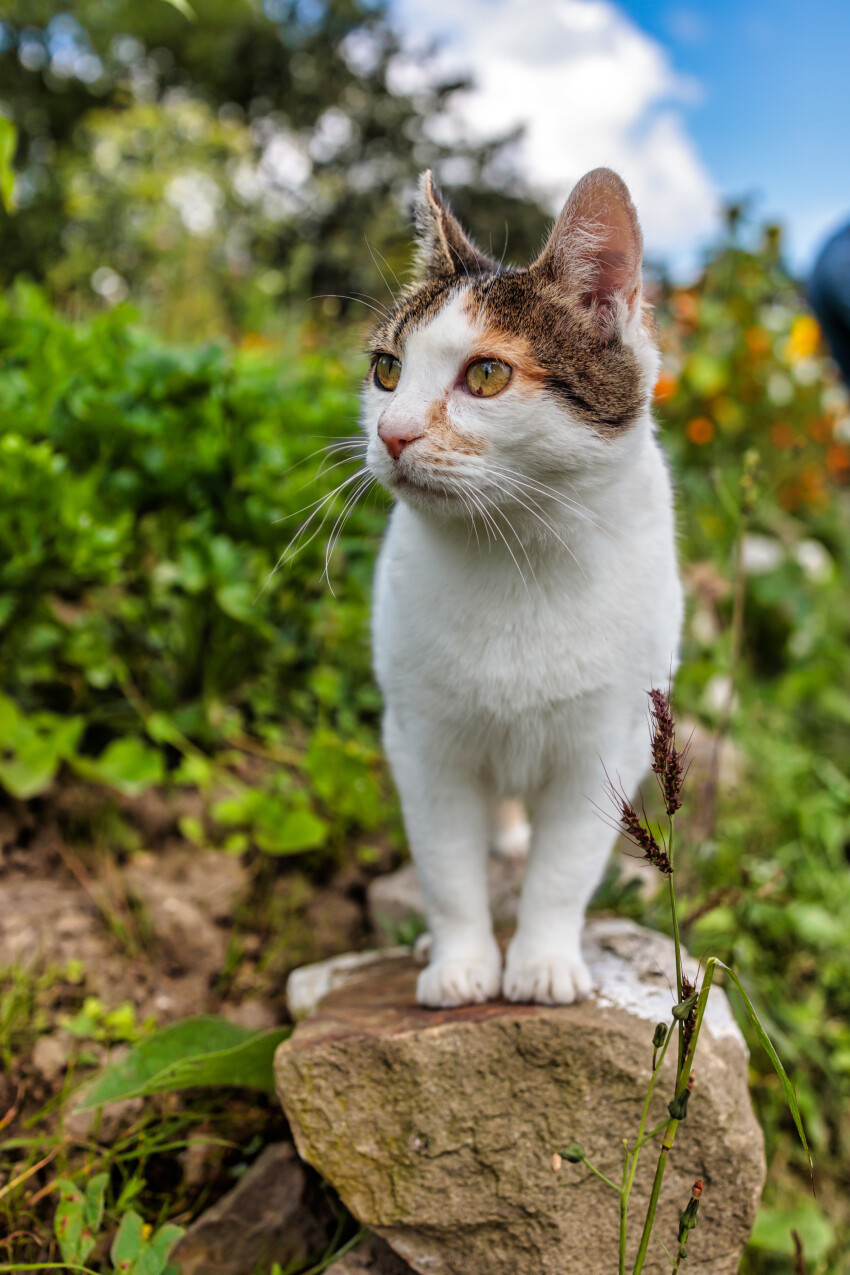 Cute house cat sitting on a stone in the garden