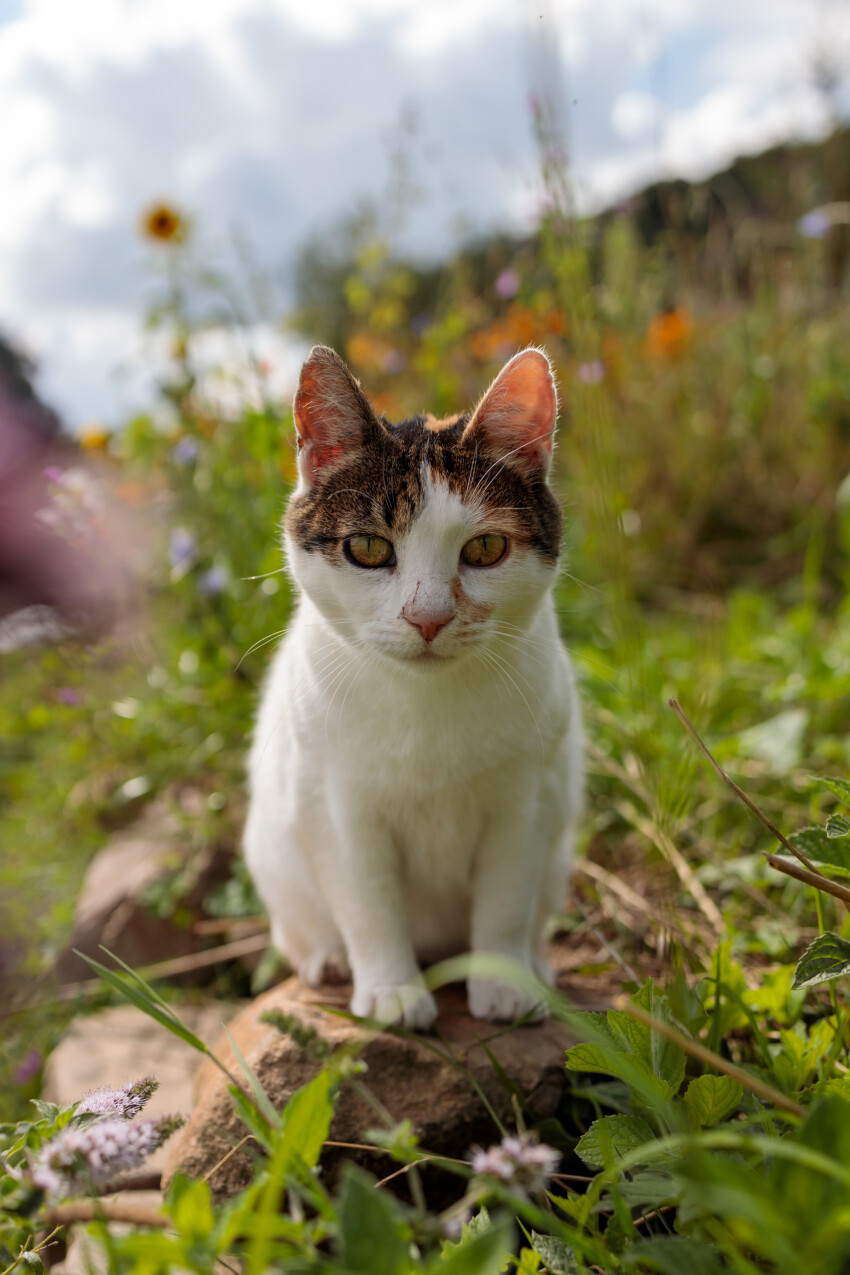 Cute house cat sitting in the garden