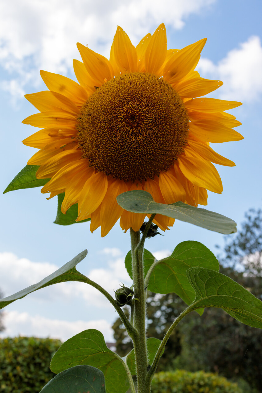 A giant sunflower in full splendour