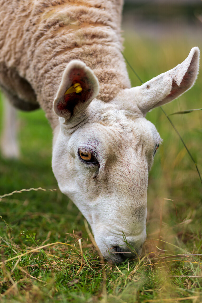 Grazing white sheep