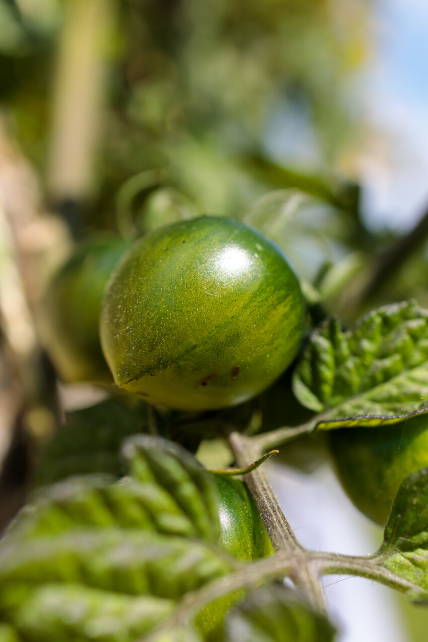 One green unripe tomato