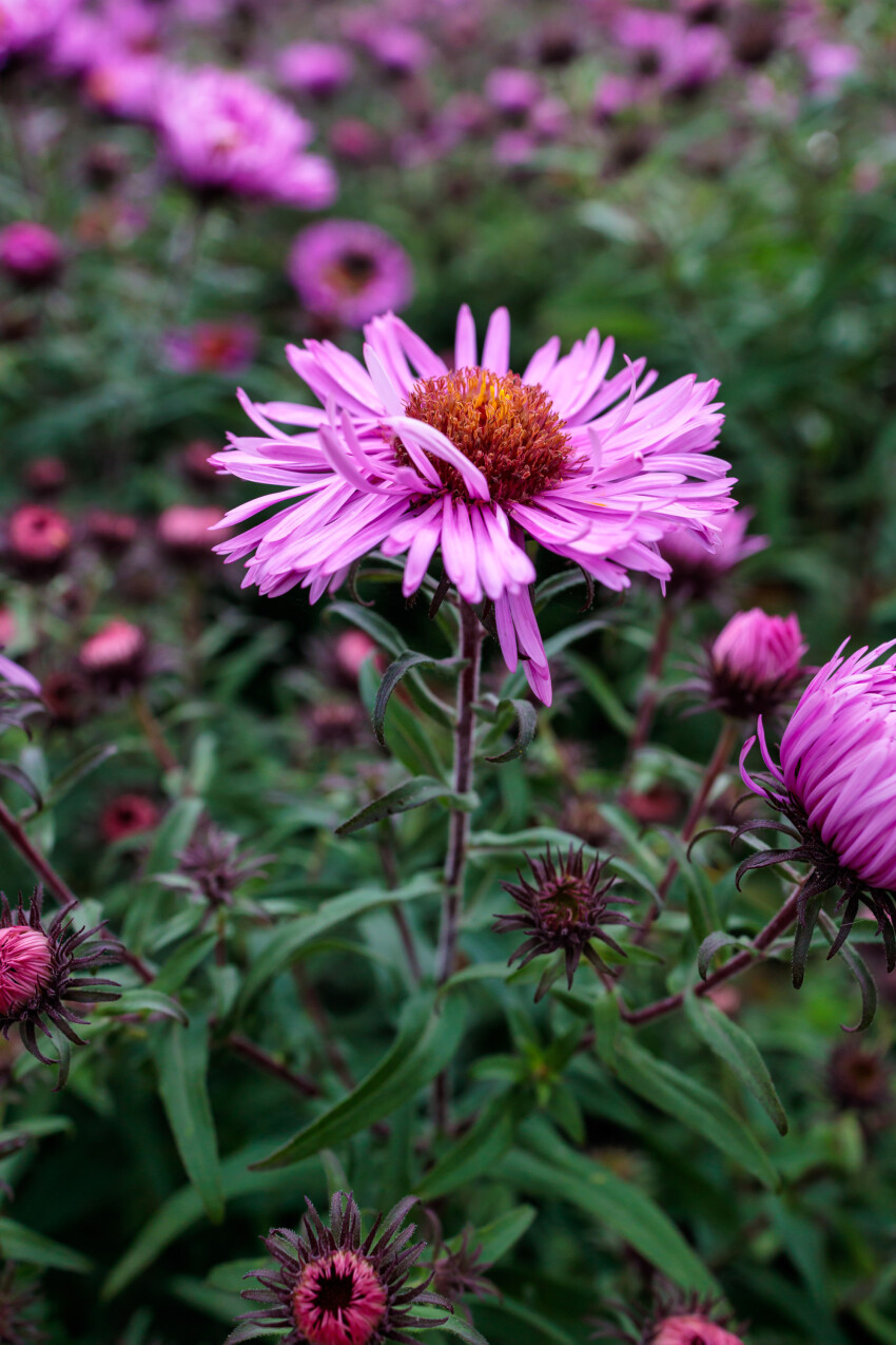 New England Aster