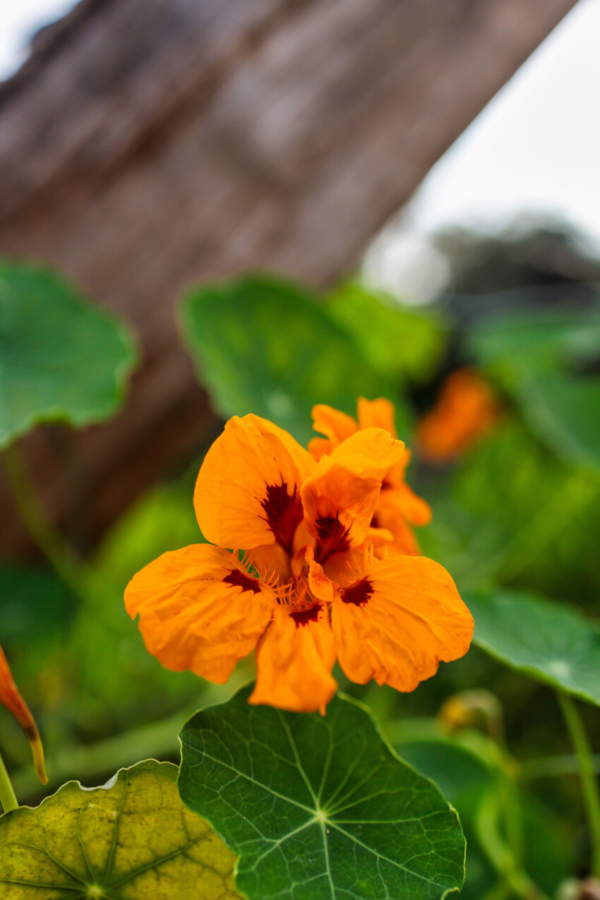 Tropaeolum majus, the garden nasturtium