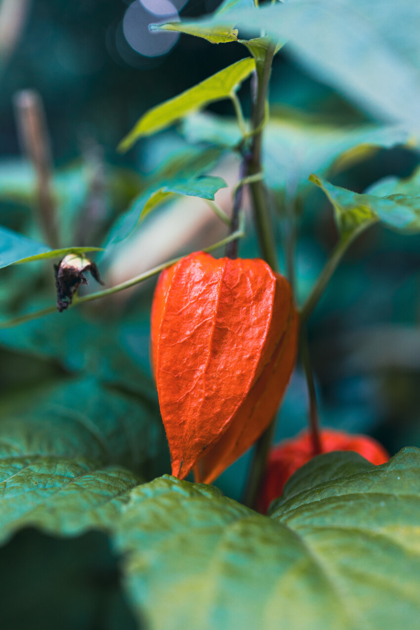 Physalis peruviana