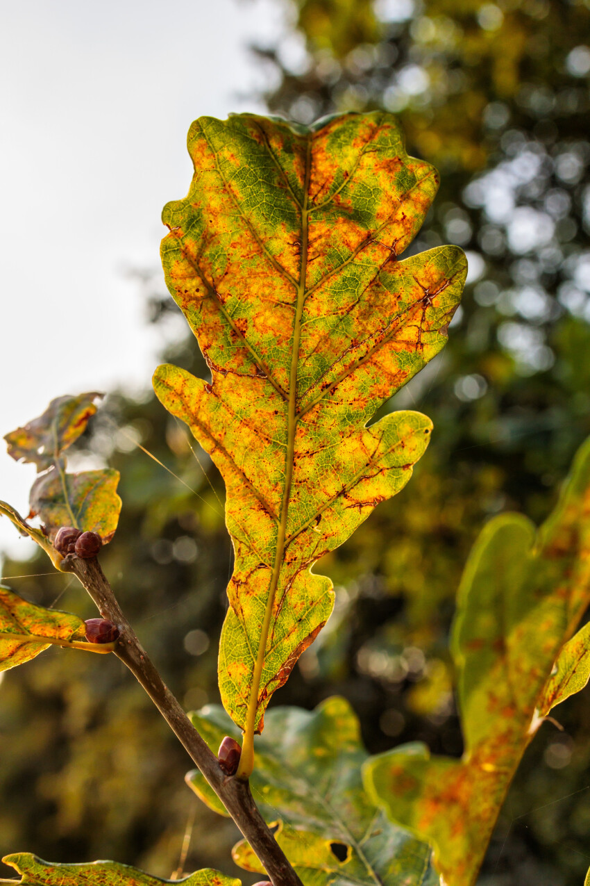 Oak leaf in late summer