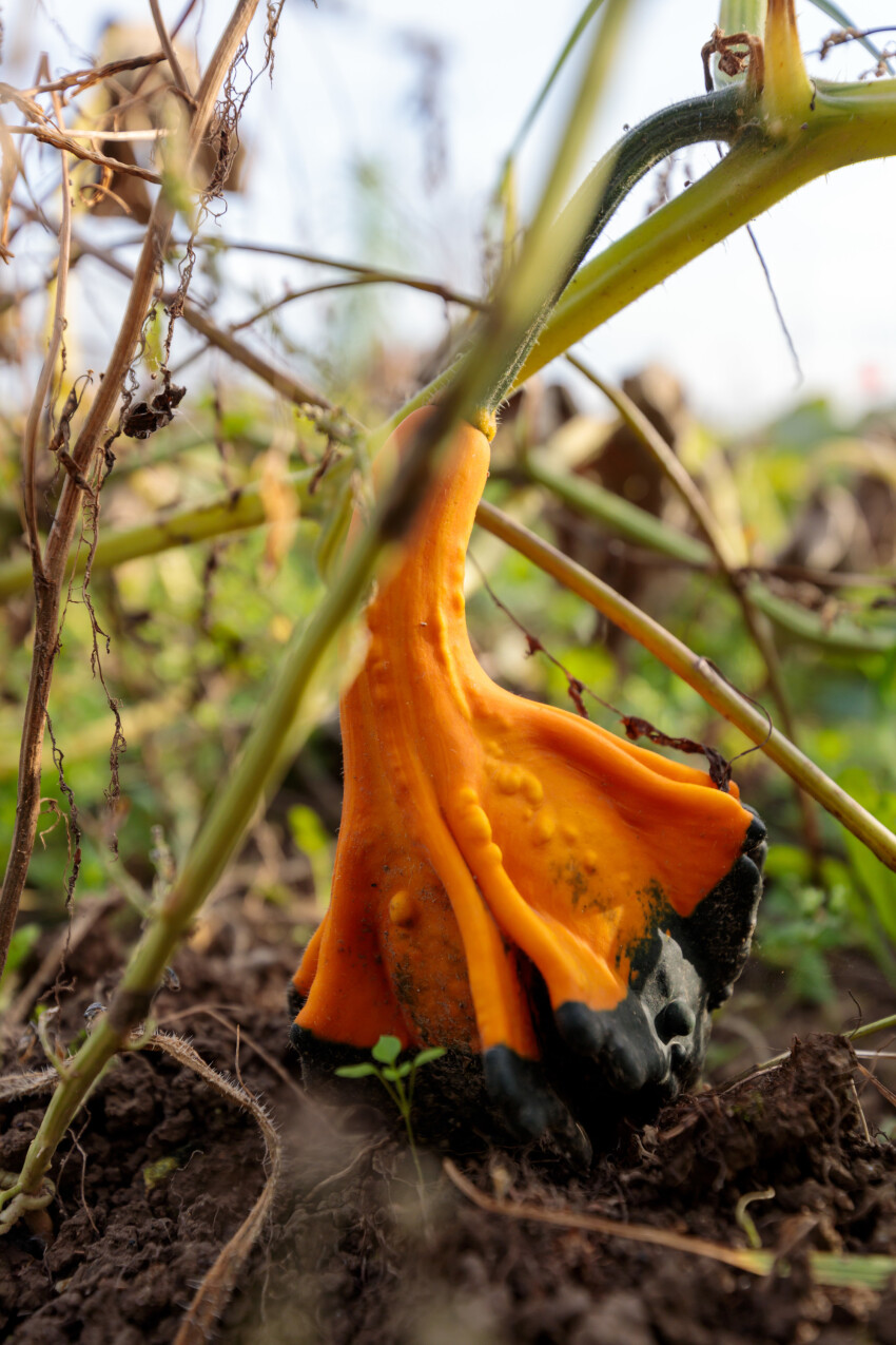 Little pumpkin growing in the garden