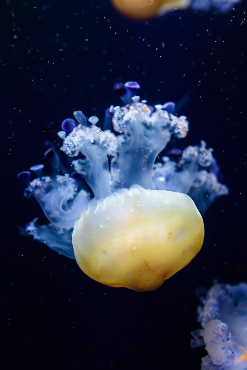 Cotylorhiza tuberculata also known as the Mediterranean jellyfish, Mediterranean jelly or fried egg jellyfish