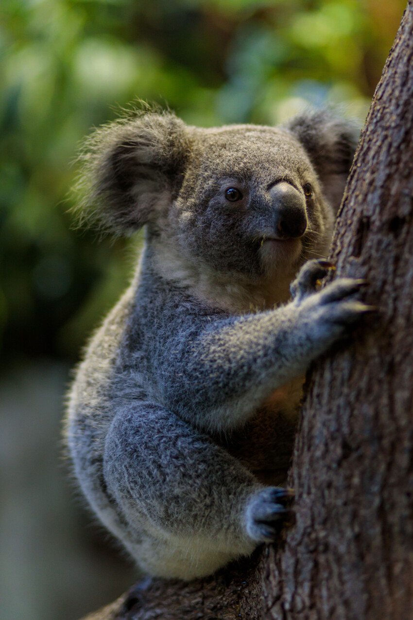 Cute koala clings to tree