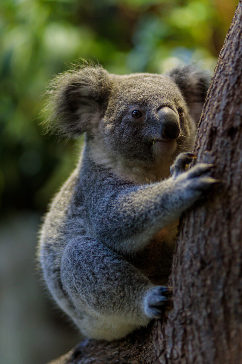 Cute koala clings to tree - Photo #8776 - motosha