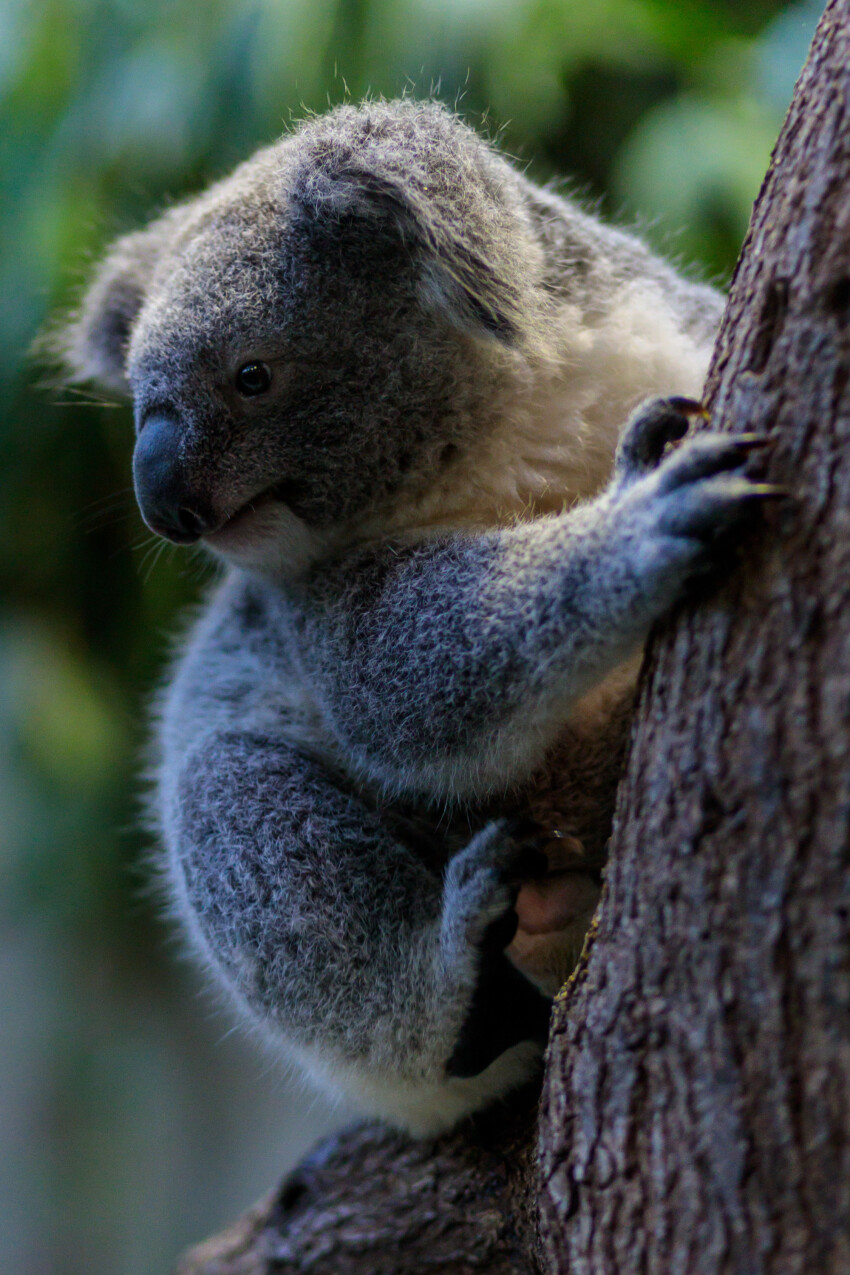 Cute koala