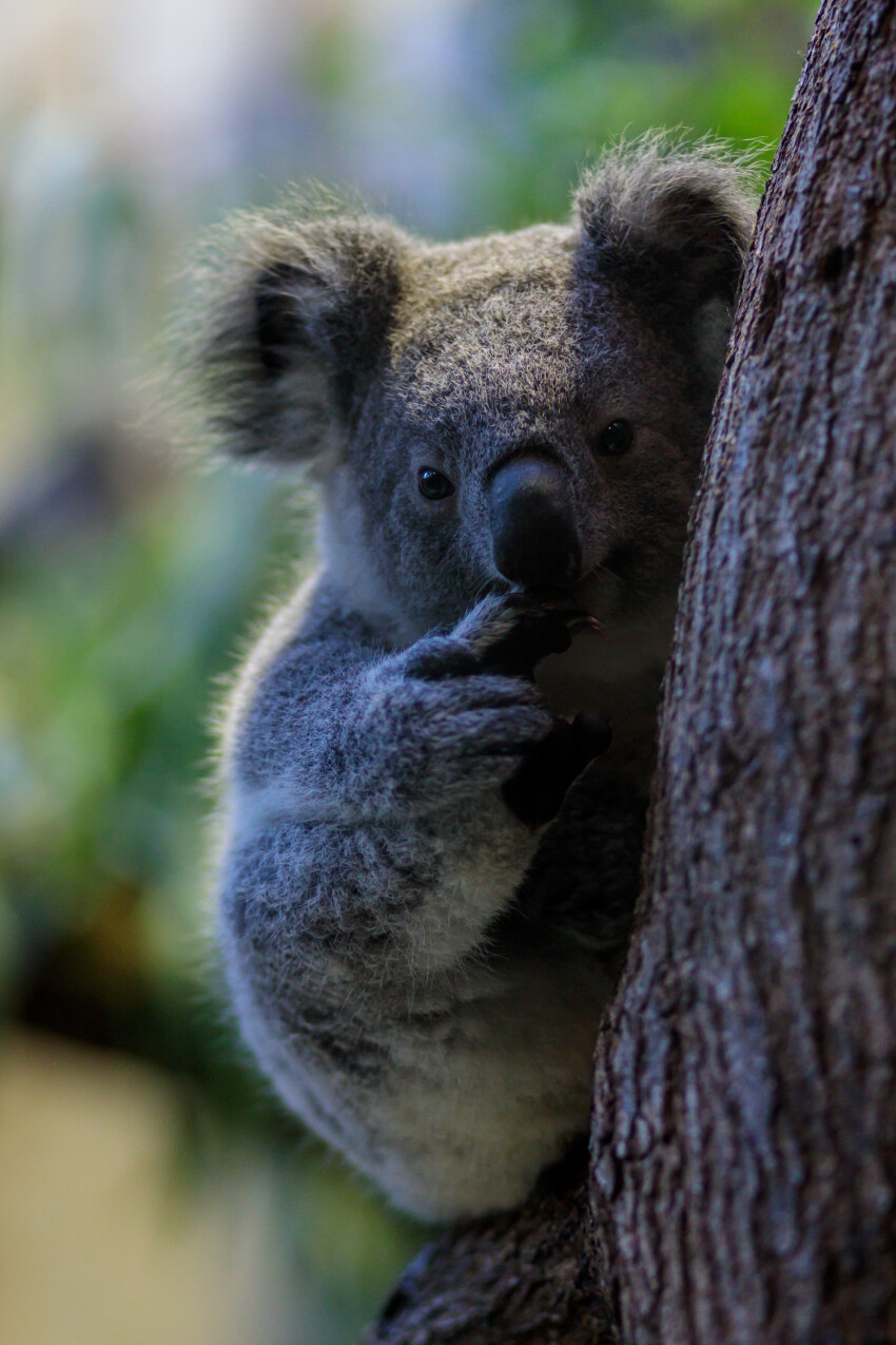 Little koala chewing his foot