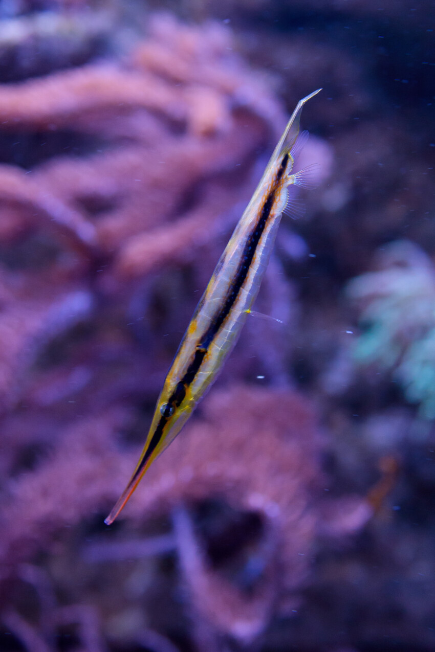 Aeoliscus strigatus, the razorfish, jointed razorfish or coral shrimpfish