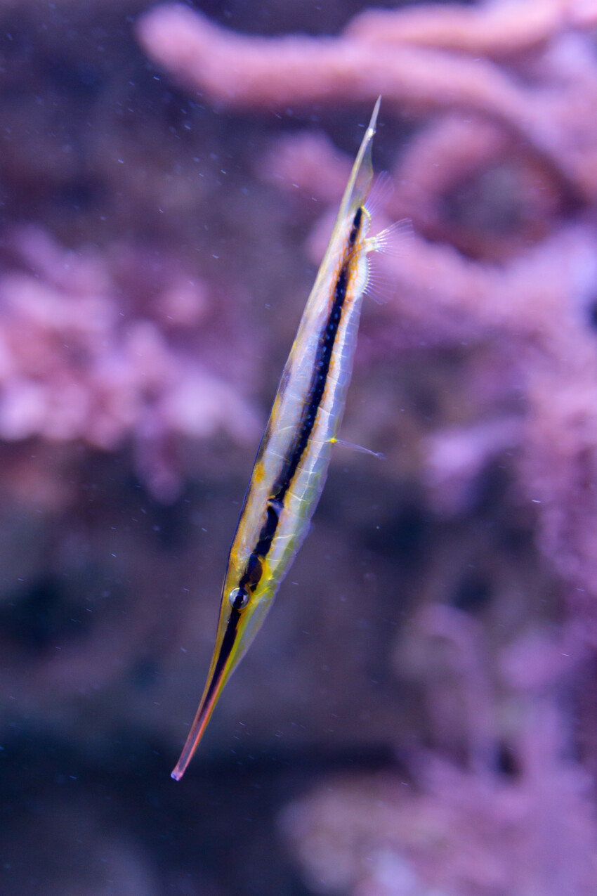 Aeoliscus strigatus